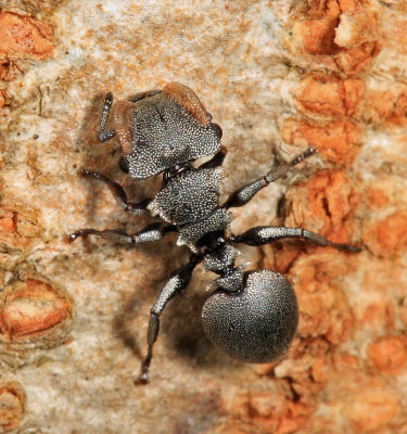 Cephalotes sp.