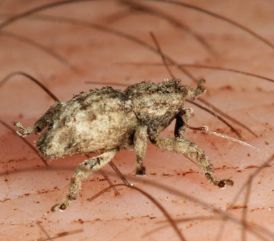 Cryptorhynchinae