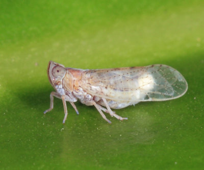 Oecleus sp. (Cixiidae)