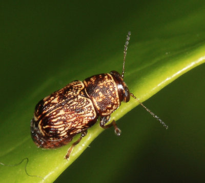 Pachybrachis sp.