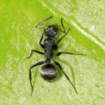 Camponotus mucronatus