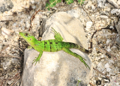Yucatan Reptiles 2013