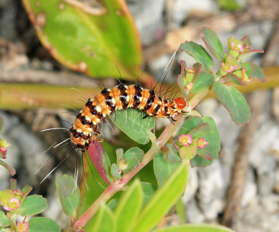 Ornate Bella Moth - Utetheisa ornatrix