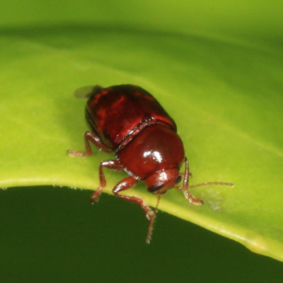 Cryptocephalus sp.