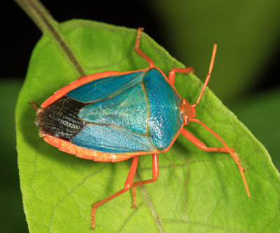 Red-bordered Stink Bug - Edessa rufomarginata
