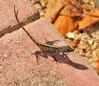 Brown Anole - Anolis sagrei