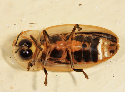 Cratomorphus sp.