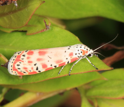 Ornate Bella Moth - Utetheisa ornatrix