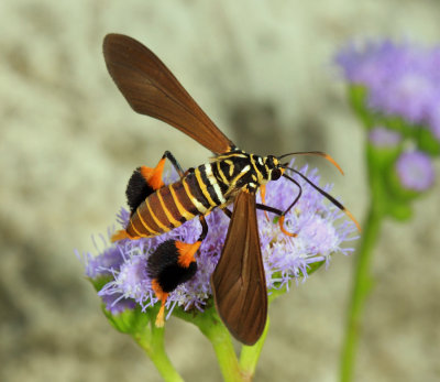 Yucatan Moths 2013