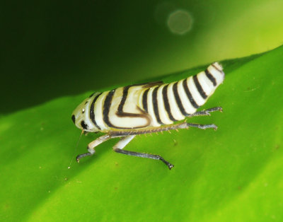 Agrosoma placetis (nymph)