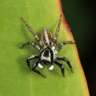 Yucatan Spiders 2013