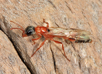 Elongate Twig Ant - Pseudomyrmex gracilis