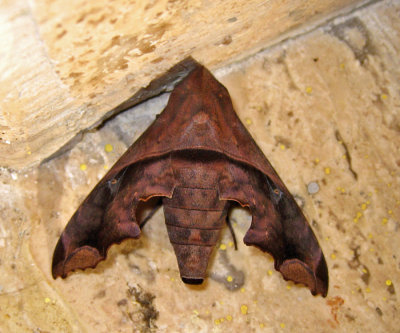 7851 - Mournful Sphinx Moth - Enyo lugubris