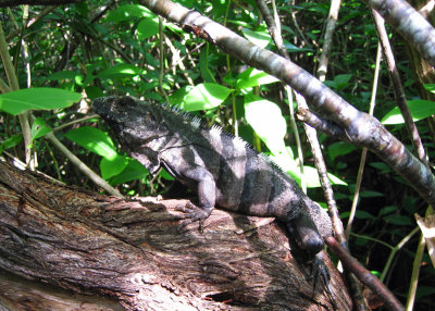 Black Iguana - Ctenosaura similis