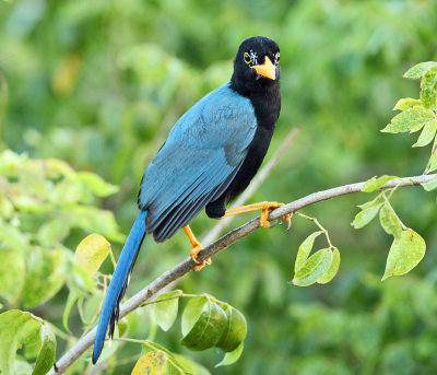 Yucatan Jay - Cyanocorax yucatanicus