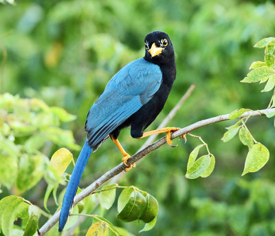 Yucutan Birds 2013