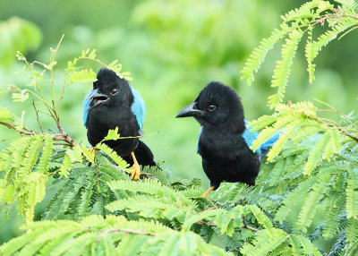 Yucatan Jay - Cyanocorax yucatanicus