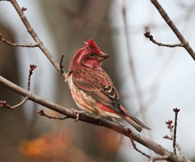 Purple Finch - Haemorhous purpureus