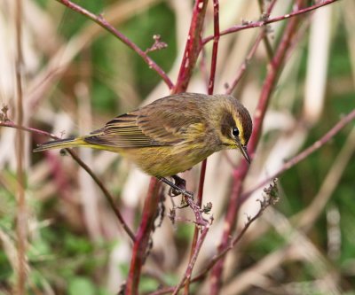 Palm Warbler - Setophaga palmarum