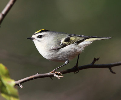 Golden-crowned Kinglet - Regulus satrapa