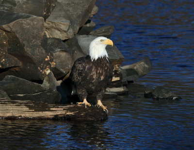 Bald Eagle - Haliaeetus leucocephalus