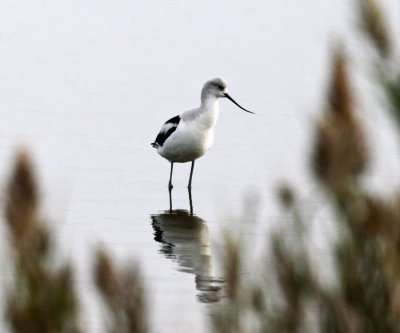 American Avocet - Recurvirostra americana