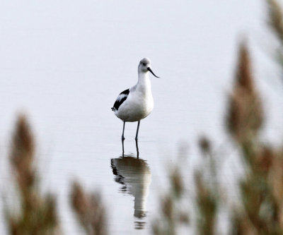 American Avocet - Recurvirostra americana