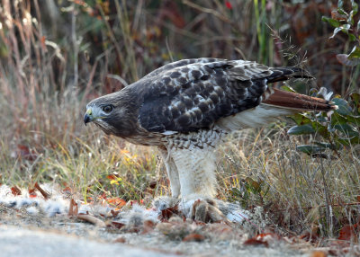 Red-tailed Hawk - Buteo jamaicensis (feeding on a rabbit)