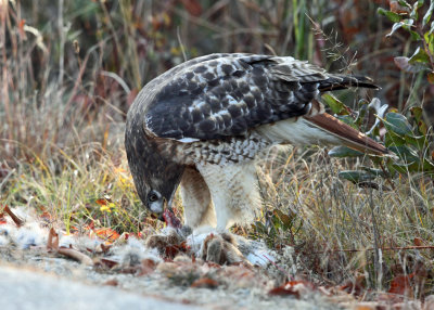 Red-tailed Hawk - Buteo jamaicensis (feeding on a rabbit)