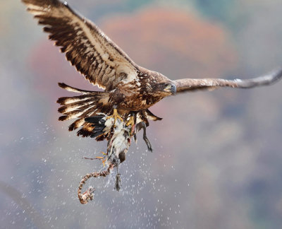 Bald Eagle - Haliaeetus leucocephalus