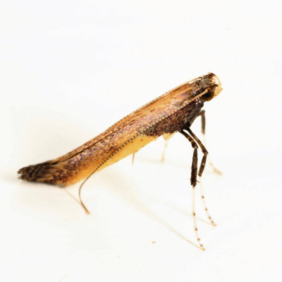 0592 - Azalea Leafminer - Caloptilia azaleella