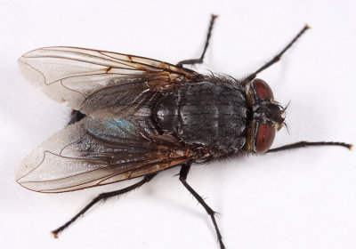 Blue Bottle Fly - Calliphora vomitoria