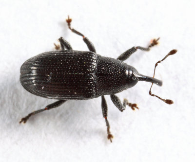 Sibariops sp.