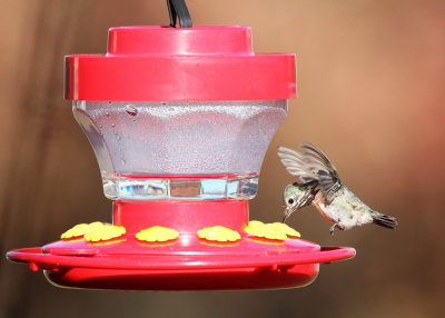 Calliope Hummingbird - Selasphorus calliope