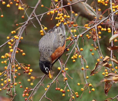 American Robin - Turdus migratorius