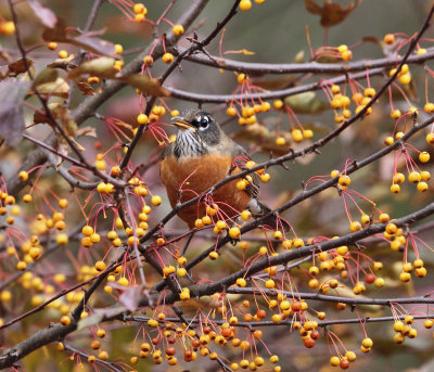 American Robin - Turdus migratorius