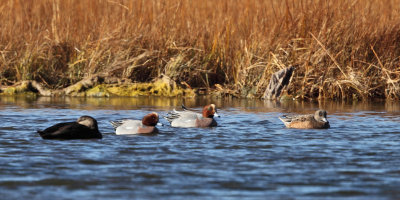 Eurasian Wigeon - Anas penelope