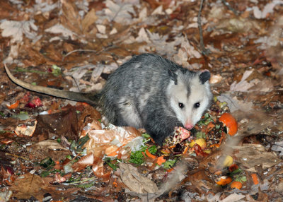 Virginia Opossum - Didelphis virginiana