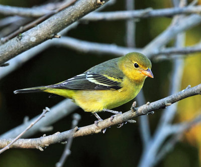 Western Tanager - Piranga ludoviciana