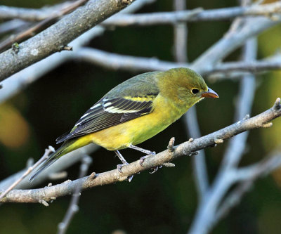 Western Tanager - Piranga ludoviciana