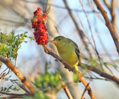 Western Tanager - Piranga ludoviciana