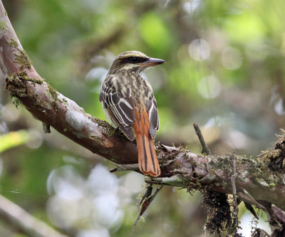 Ecuador Flycatchers