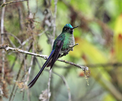 Violet-tailed Sylph - Aglaiocercus coelestis