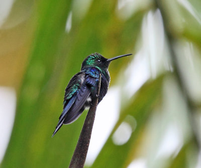 Green-crowned Woodnymph - Thalurania fannyi