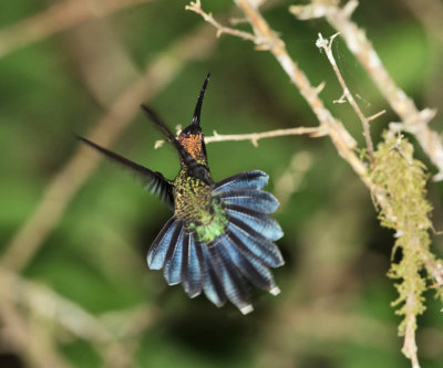 White-whiskered Hermit - Phaethornis yaruqui