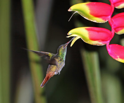 Rufous-tailed Hummingbird - Amazilia tzacatl