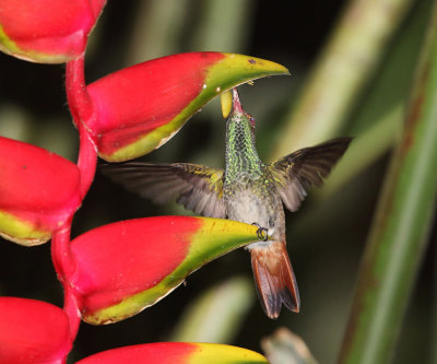 Rufous-tailed Hummingbird - Amazilia tzacatl