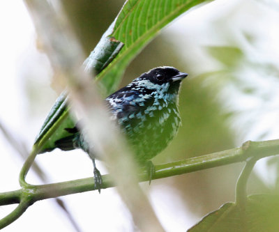 Beryl-spangled Tanager - Tangara nigroviridis