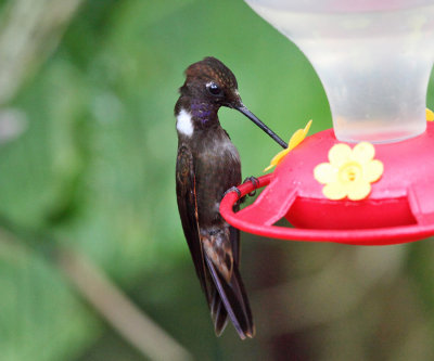 Brown Inca - Coeligena wilsoni