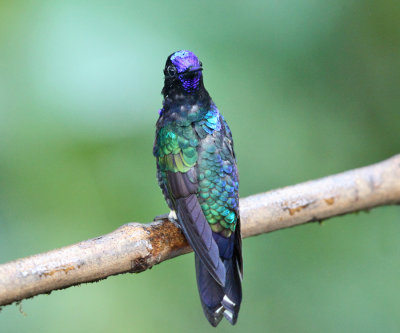 Velvet-purple Coronet - Boissonneaua jardini